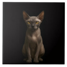 Svart 4 Luxe-platta med Sphynx-katt