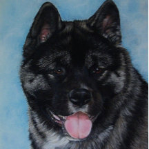 Svart akita-panorering av porträtt konst i hund