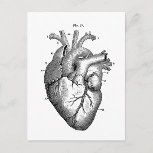 Svart anatomiskt hjärta vykort