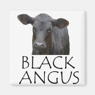 Svart Angus ko Magnet