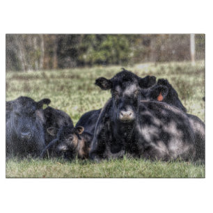 Svart Angus kor betar in skärbrädan