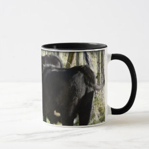 Svart Angus kvigakalvar Mugg