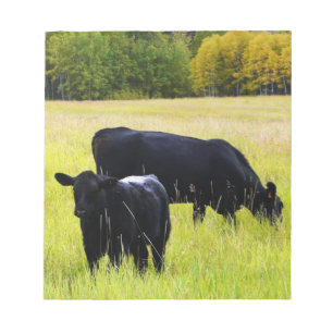 Svart Angus nötkreatur som betar i gult gräs, Anteckningsblock