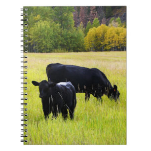 Svart Angus nötkreatur som betar i gult gräs, Anteckningsbok Med Spiral