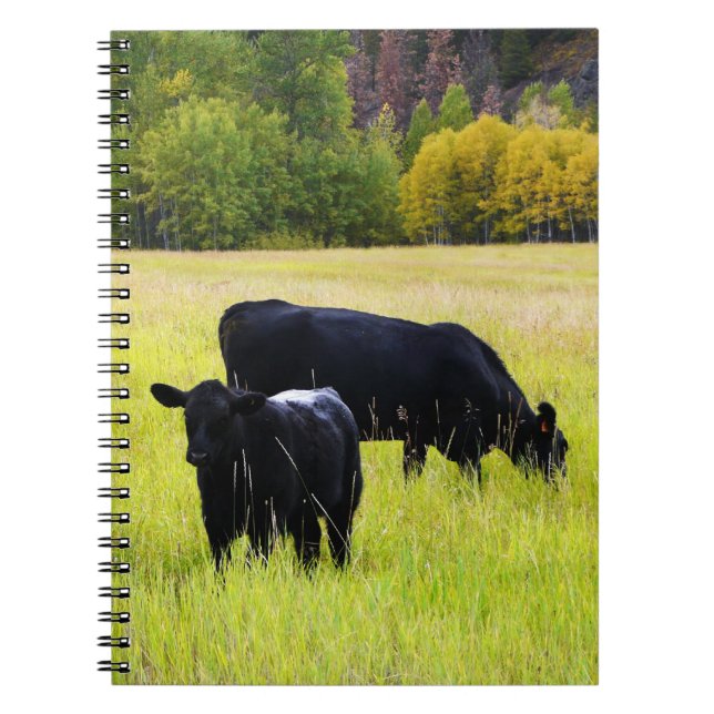 Svart Angus nötkreatur som betar i gult gräs, Anteckningsbok Med Spiral (Framsidan)