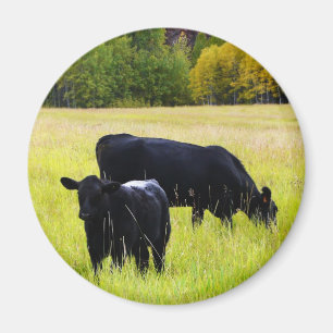 Svart Angus parar i fält Magnet
