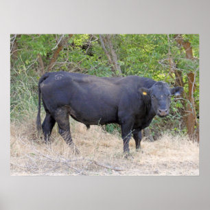 Svart Angus tjur Poster