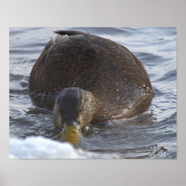 Svart Anka Fotoaffisch Poster (Framsidan)