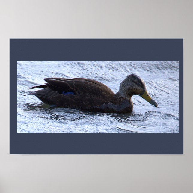 Svart Anka Fotoaffisch Poster (Framsidan)