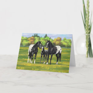 Svart Appaloosa-hästar på sommarbete Kort