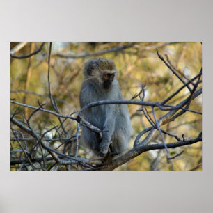 Svart Baboon Poster
