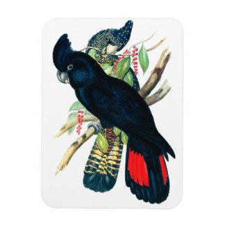 Svart (Banksian) Cockatoos. Magnet