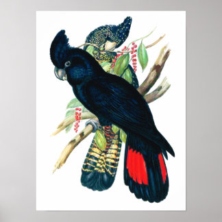 Svart (Banksian) Cockatoos. Poster