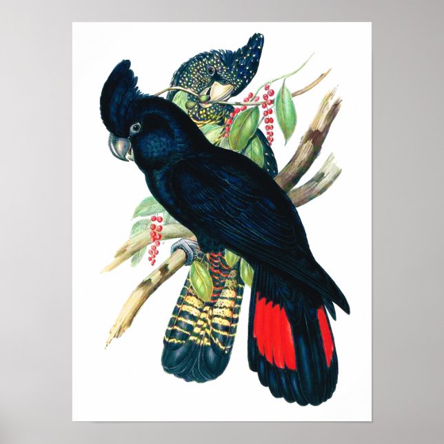 Svart (Banksian) Cockatoos. Poster (Framsidan)
