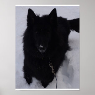 Svart belgisk herde i snön poster