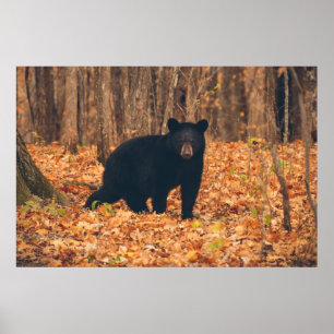 Svart björn i höstskogen poster
