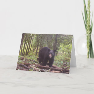 Svart björn kort