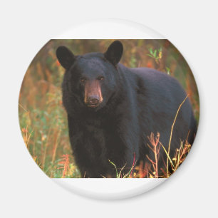 Svart björn magnet