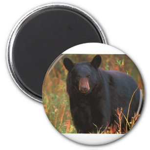 Svart björn magnet