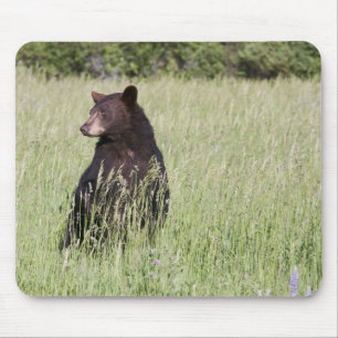 Svart björn Mousepad Musmatta