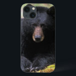 Svart björn på en gammal tillväxtlogg i<br><div class="desc">COPYRIGHT Steve Kazlowski / DanitaDelimont.com | US48 SKA0017.jpg | Svart björn på en gammal tillväxtlogg i regnskogen,  Olympic NP,  Olympic Peninsula,  Washington</div>