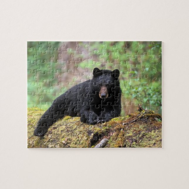 Svart björn på en gammal tillväxtlogg i pussel (Horisontell)