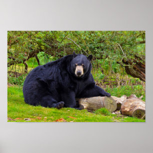 Svart björn poster