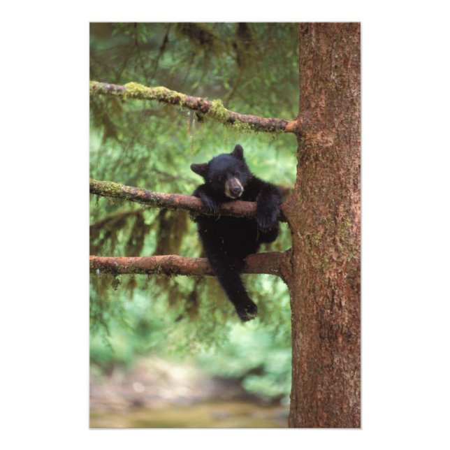 svart björn, Ursus americanus, unge i ett träd Fototryck (Framsidan)