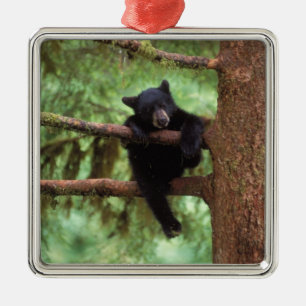svart björn, Ursus americanus, unge i ett träd Julgransprydnad Metall