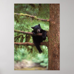 svart björn, Ursus americanus, unge i ett träd Poster