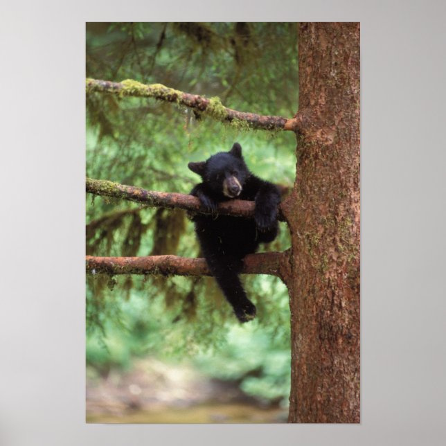 svart björn, Ursus americanus, unge i ett träd Poster (Framsidan)