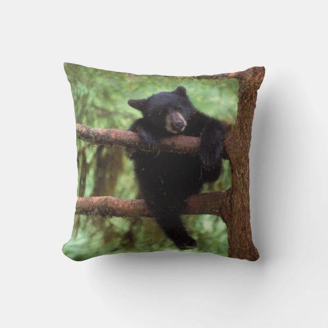 Svart björn, Ursus americanus, unge i träd Kudde (Framsida)