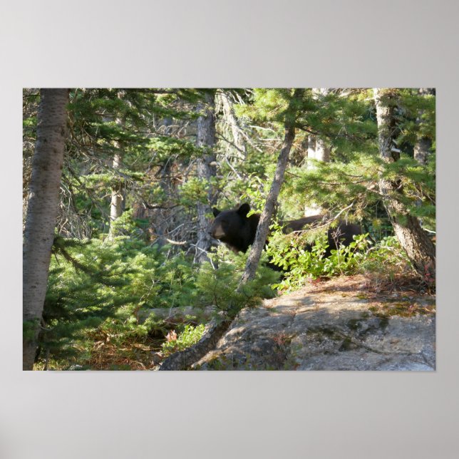 Svart björn vid Grand Teton Poster (Framsidan)
