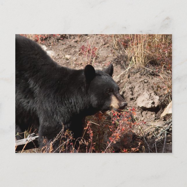 Svart björn vykort (Framsida)