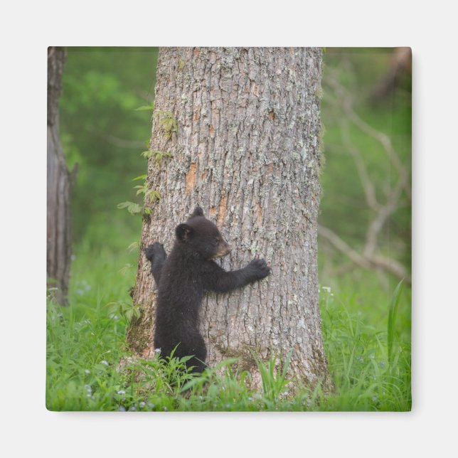 Svart björnunge | Great Smoky Mountains Magnet (Framsidan)