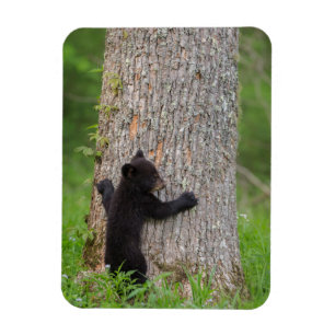 Svart björnunge Great Smoky Mountains Magnet