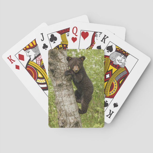 Svart björnunge i träd casinokort (Baksidan)