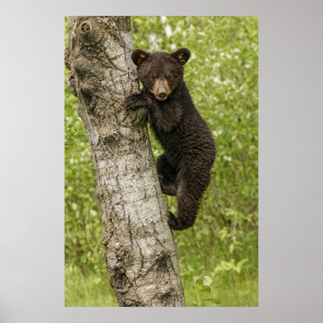 Svart björnunge i träd poster (Framsidan)