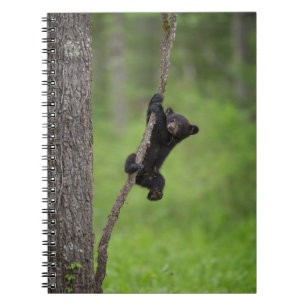 Svart björnunge leker på trädgren anteckningsbok