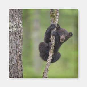 Svart björnunge leker, Tennessee Magnet