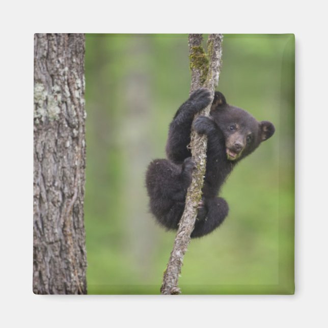 Svart björnunge leker, Tennessee Magnet (Framsidan)
