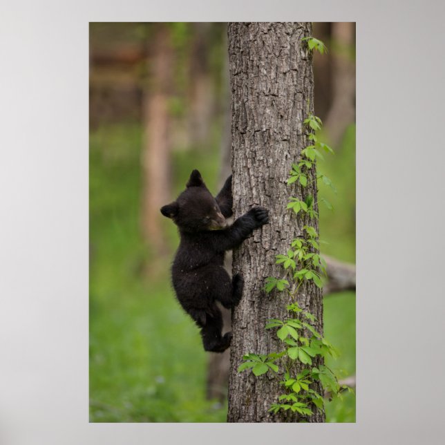 Svart björnunge som klättrar i träd poster (Framsidan)