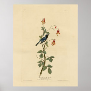 Svart blåvarare, Audubon Birds America Poster