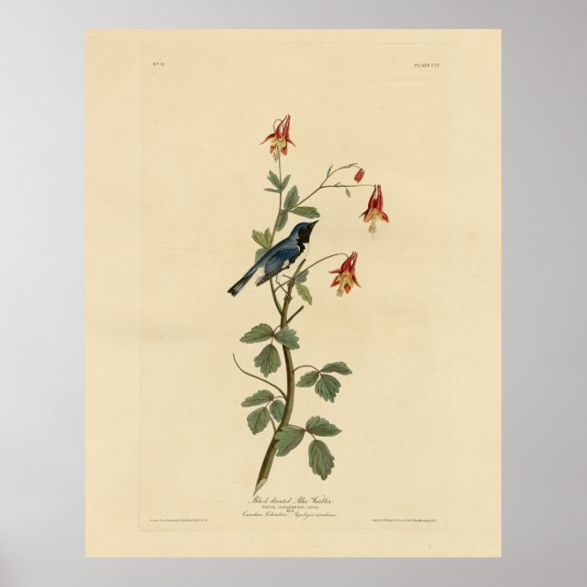 Svart blåvarare, Audubon Birds America Poster (Framsidan)