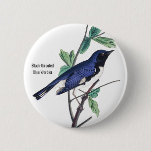 Svart blåvarare, Audubon, Fågelstift. Knapp