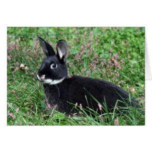 Svart bunny på gräs hälsningskort