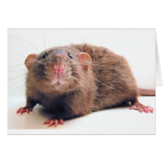 Svart Burmalicious Hälsningskort