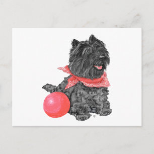 Svart Cairn Terrier med boll Vykort
