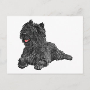 Svart Cairn Terrier Vykort
