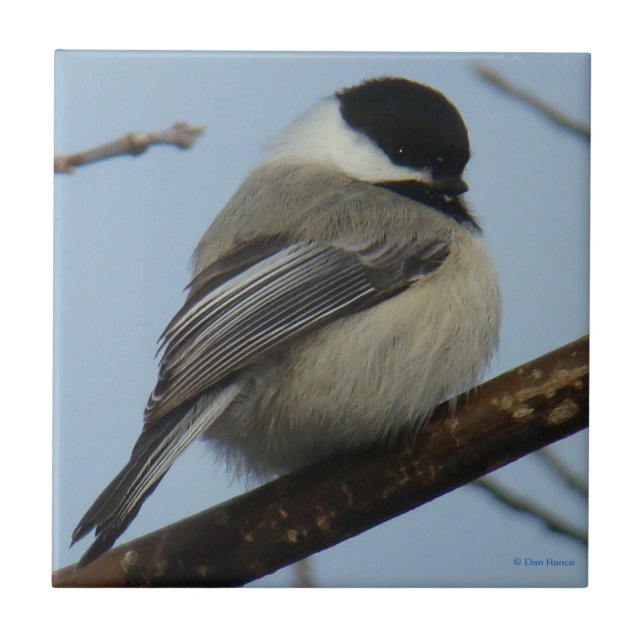 Svart Capped Chickadee B21 Kakelplatta (Framsidan)